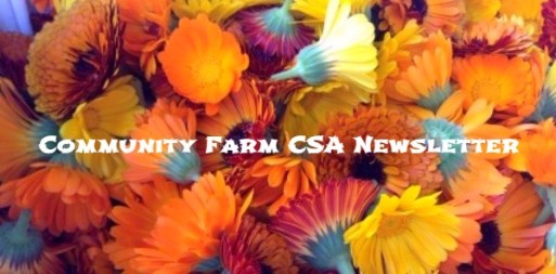 cfaanewsletter