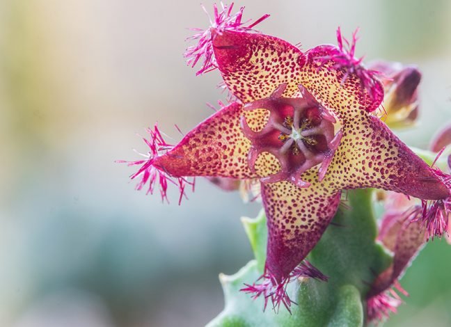 Caralluma Fimbriata